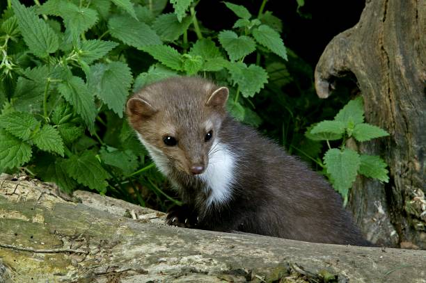 istock Stone Marten or Beech Marten, martes foina, standing on Stump 1257178441