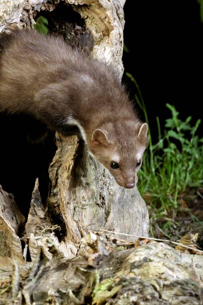 istock Stone Marten or Beech Marten, martes foina, standing on Stump 1257178453