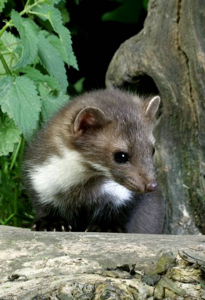 istock Stone Marten or Beech Marten, martes foina, standing on Stump 1257178463
