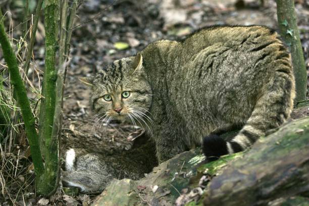 istock European Wildcat, felis silvestris, with a Kill, a Rabbit 1257178480