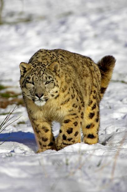 istock Snow Leopard or Ounce, uncia uncia, Standing in Snow 1257178521