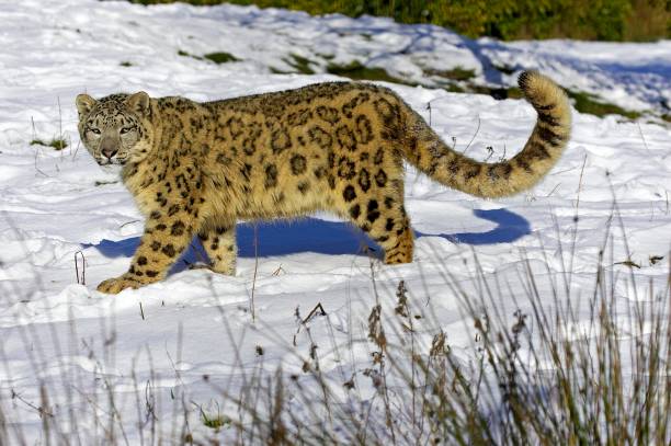 istock Snow Leopard or Ounce, uncia uncia, Standing in Snow 1257178535