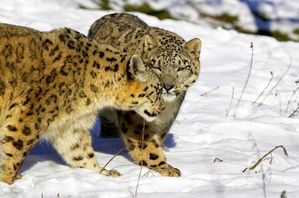 istock Snow Leopard or Ounce, uncia uncia, Standing in Snow 1257178538