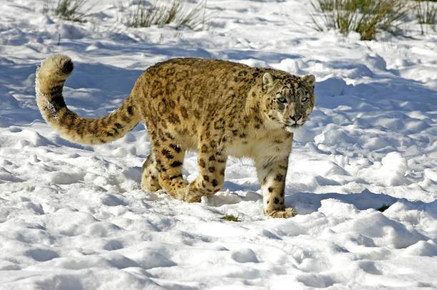 ユキヒョウかオンス、ウンシア・ウンシア、雪の中に立つ - snow leopard leopard animal snow ストックフォトと画像