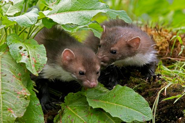 istock Stone Marten or Beech Marten, martes foina, Youngs 1257178555