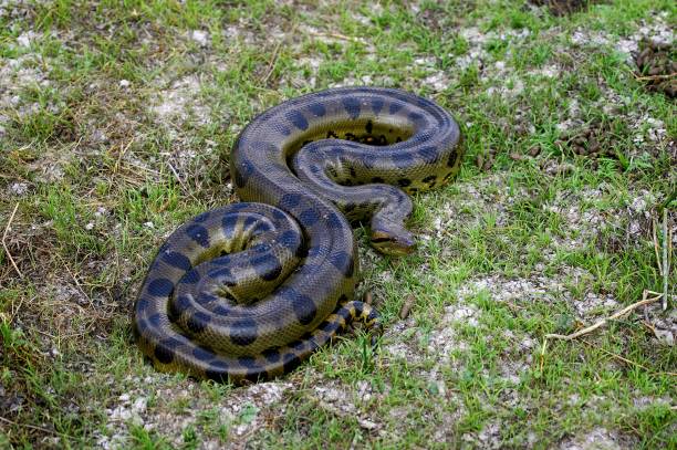 istock Green Anaconda, eunectes murinus, Los Lianos in Venezuela 1257179871