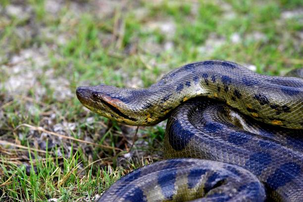 istock Green Anaconda, eunectes murinus, Los Lianos in Venezuela 1257179889