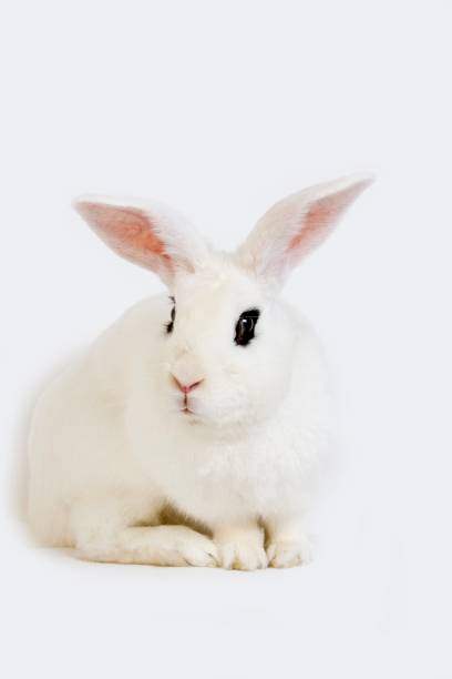 istock Hotot Domestic Rabit against White Background, Breed from Normandy 1257179982