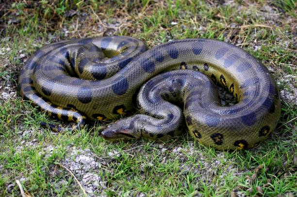 Green Anaconda, eunectes murinus, Los Lianos in Venezuela stock photo