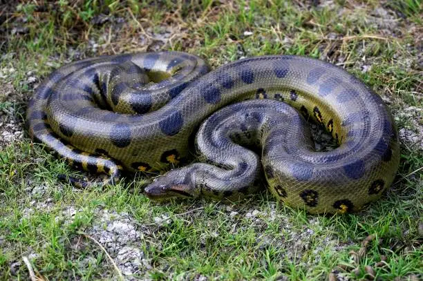 Photo of Green Anaconda, eunectes murinus, Los Lianos in Venezuela