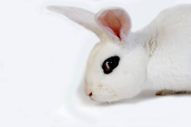 Baby Dwarf Lop Eared Rabbit.