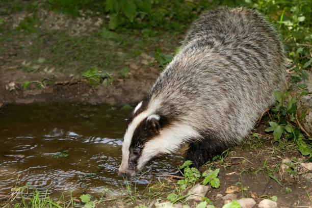 istock European Badger, meles meles, drinking water, Normandy 1257180358
