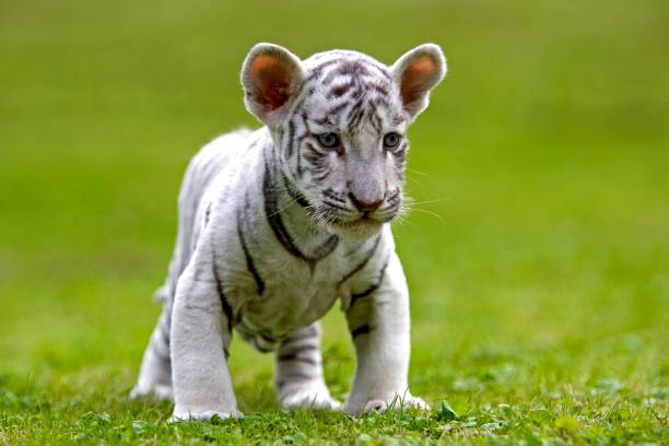 istock White Tiger, panthera tigris, Cub 1257180371
