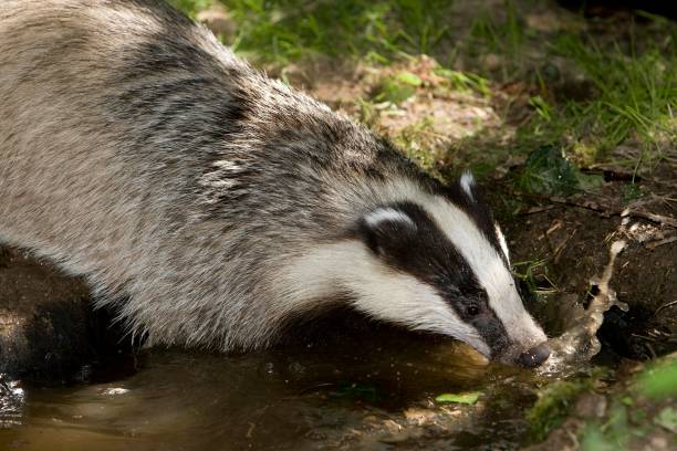 istock European Badger, meles meles, drinking water, Normandy 1257180383
