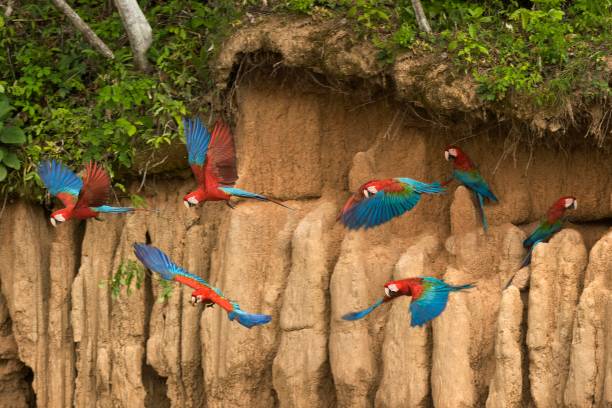 Red-and-Green Macaw, ara chloroptera, Group eating Clay, in Flight, Cliff at Manu Reserve in Peru Red-and-Green Macaw, ara chloroptera, Group eating Clay, in Flight, Cliff at Manu Reserve in Peru green winged macaw ara chloroptera stock pictures, royalty-free photos & images
