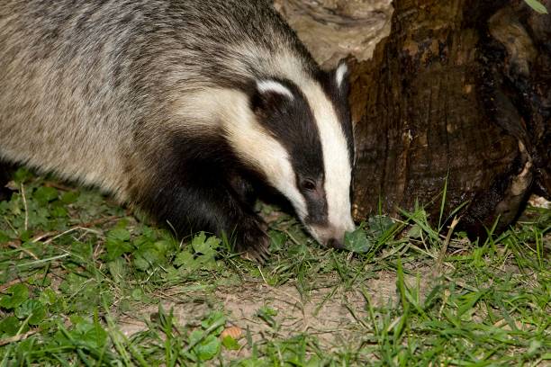 istock European Badger, meles meles, Normandy 1257180536