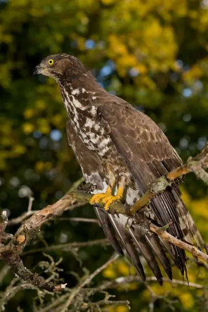 Honey Buzzard, pernis apivorus, Normandy