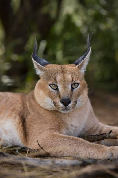 istock Caracal, caracal caracal 1257180754
