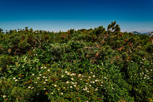 istock Thickets of plants on a mountain pass 1257180821