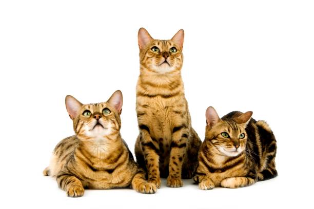 istock Brown Spotted Tabby and Brown Marbled Tabby Bengal Domestic Cat standing against White Background 1257181092
