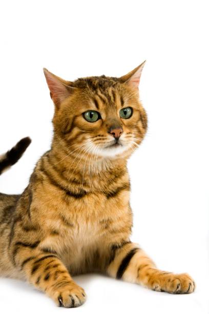 istock Brown Spotted Tabby Bengal Domestic Cat standing against White Background 1257181098