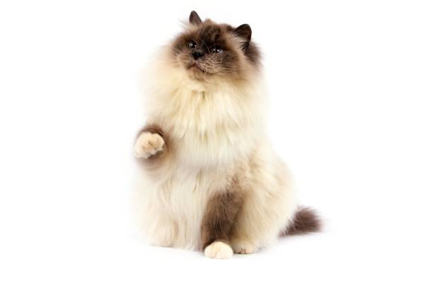 istock Blue Birmanese Domestic Cat against White Background 1257181107