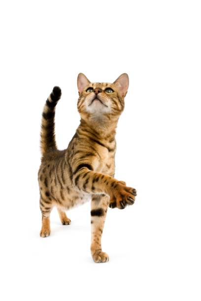 istock Brown Spotted Tabby Bengal Domestic Cat standing against White Background 1257181135