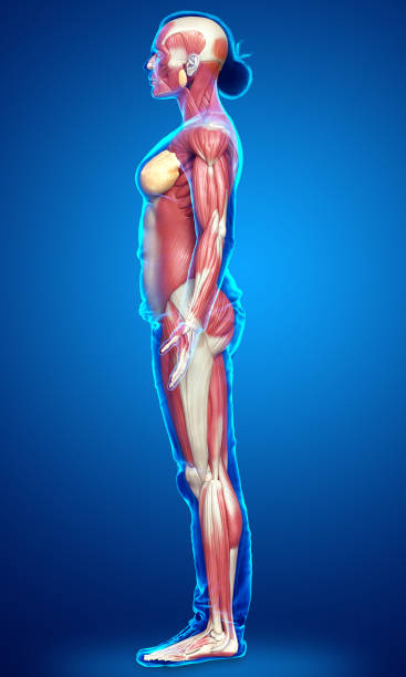 istock 3d rendered medically accurate illustration of a female muscle system 1257182362