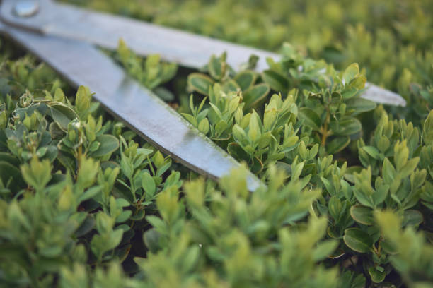 gardener cuts the branches of an overgrown boxwood hedge with an electric mower. Spring, gardening, landscape design concept.