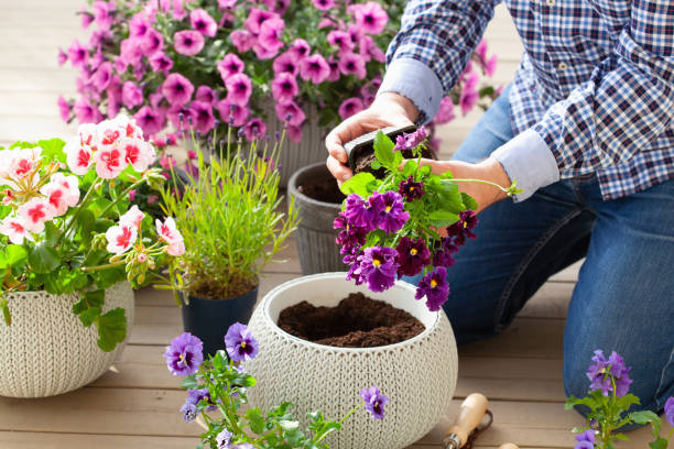 jardinier d’homme plantant pansy, fleurs de lavande dans le pot de fleur dans le jardin sur la terrasse - pouring growth can water photos et images de collection