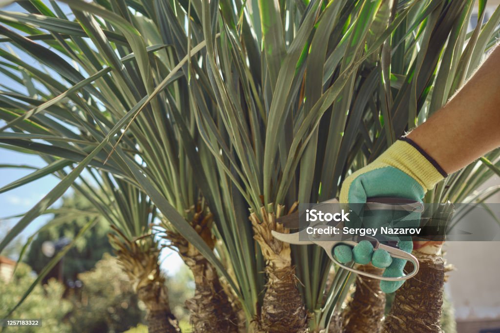 Hand of unknown worker in colorful glove is cutting green yucca or small palm tree with pruning shears on sunny backyard. Garden landscaping. Close up Hand of unknown worker in colorful glove is cutting green yucca or small palm tree with pruning shears on sunny backyard. Garden landscaping. Modern pruning tool. Close up Palm Tree Stock Photo