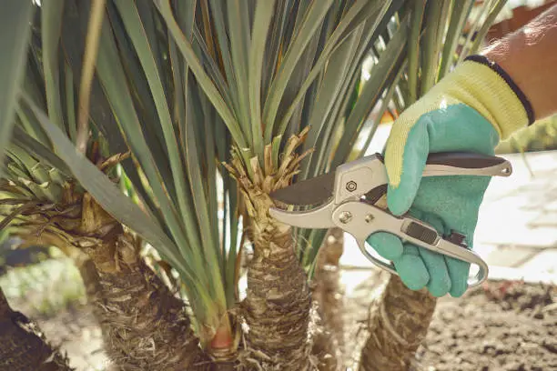 Hand of unrecognizable grower in colorful glove is clipping green yucca or small palm tree with pruning shears in sunny park. Worker landscaping garden. Professional pruning tool. Close up
