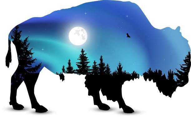 Silhouette of bison Silhouette of bison with coniferous trees on the background of colorful sky.  Moonlight. Northern lights. african buffalo stock illustrations
