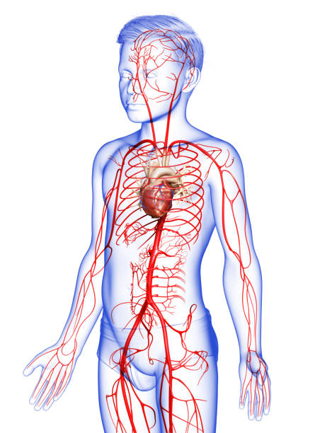 istock 3d rendered medically accurate illustration of young boy arteries 1257185578