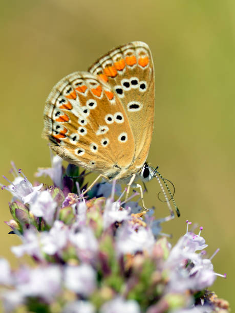 istock Butterfly feeding on flower 1257186940