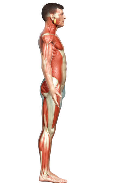 istock 3d rendered medically accurate illustration of a male muscle system 1257188501