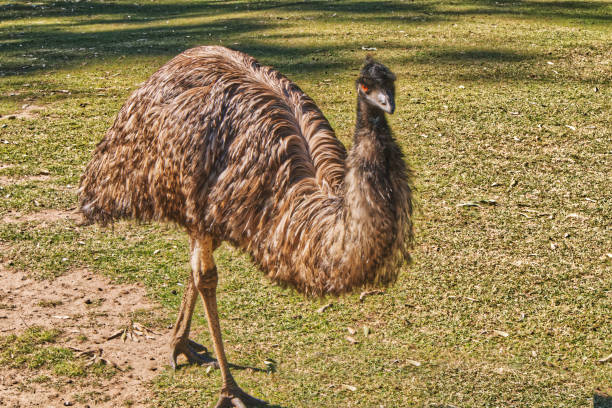 Brisbane City zoo Emu