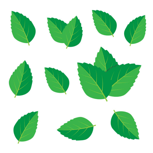 illustrations, cliparts, dessins animés et icônes de dessin vectoriel à la menthe. logo vectoriel de feuilles de menthe - menthe verte