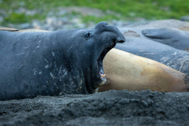 focas-elefante na colônia de pinguins rei - animal elephant seal seal yawning - fotografias e filmes do acervo