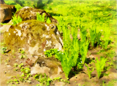 Watercolor drawing. Watercolor landscape of the park area. Park landscape, rocks covered with moss, fern on a spring day. Digital painting illustration