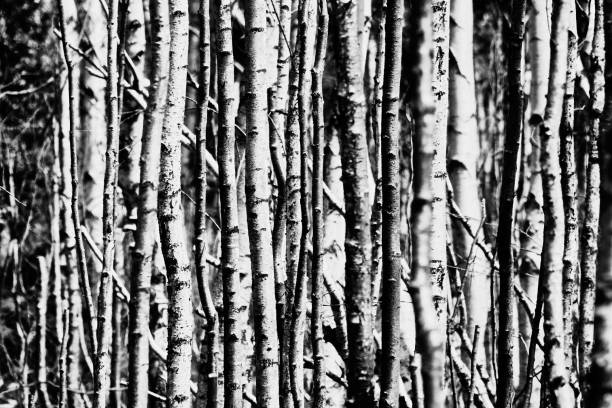 Free Stock Photo of Dense Black and White Forest Scene | Download Free ...