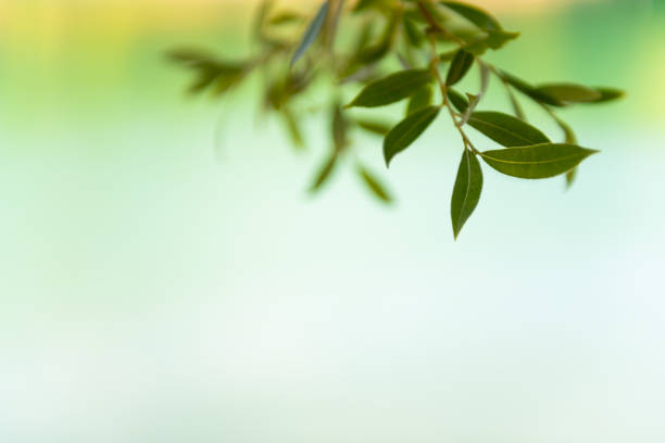 istock Green leaves of willow tree over the water. 1257190136