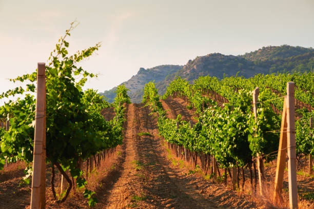 istock Vineyards in the mountains. 1257190170