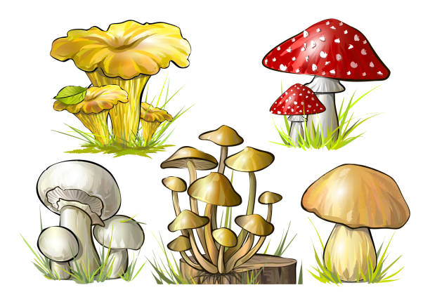 ilustrações, clipart, desenhos animados e ícones de um conjunto de cogumelos florestais. ilustração colorida vetorial - mushroom edible mushroom red botany