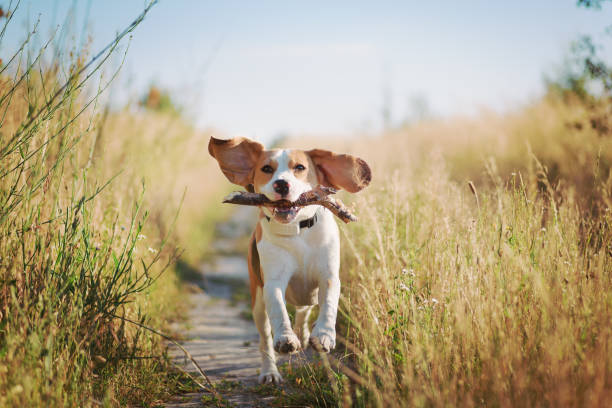 Happy dog running with flying ears Happy beagle dog with flying ears running outdoors with stick in mouth. Active dog pet enjoying summer walk running to catch the train stock pictures, royalty-free photos & images
