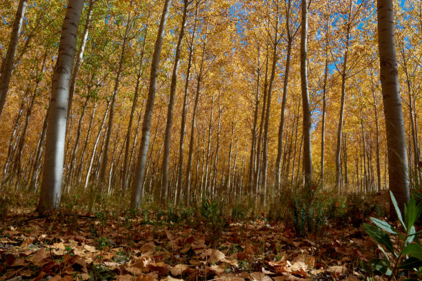 istock A forest of poplars in autumn 1257191902