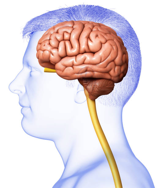 illustration médicalement précise rendue 3d d’une anatomie de cerveau masculine - intermediate photos et images de collection