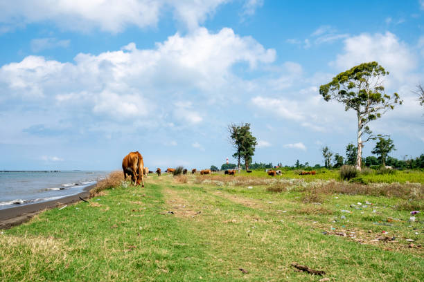 istock Cows on the Black Sea, polluted sand on the coast 1257193323