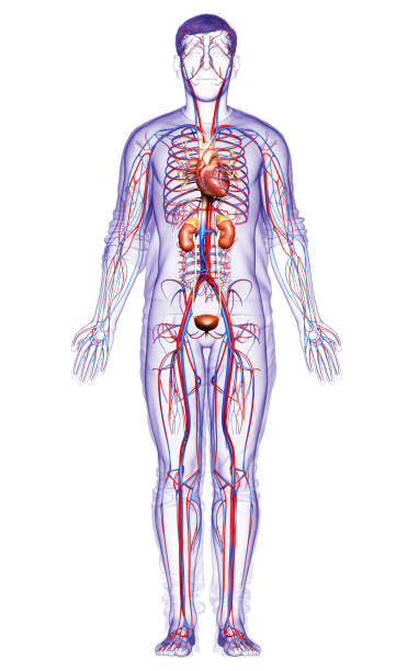 istock 3d rendered, medically accurate illustration of the kidneys and circulatory system 1257193884
