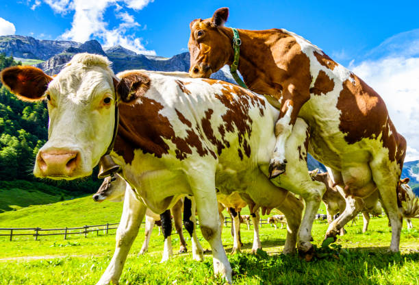 istock nice cow at the eng alm in austria 1257193977